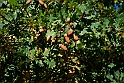 San damiano d'Asti - Colori d'autunno 2009_02